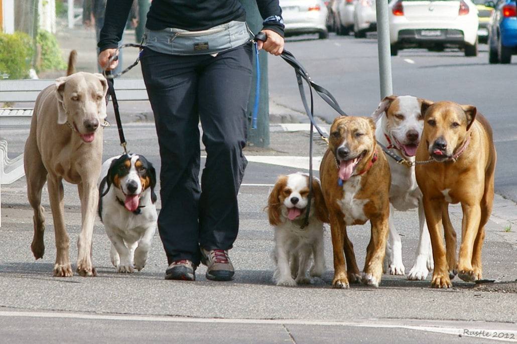 How to Choose a Dog Walker Pet Watchers
