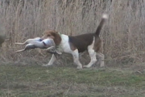 beagle boys rabbit hunting